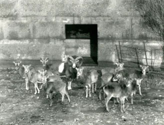 A Small Herd of Mouflon at London Zoo in November 1926