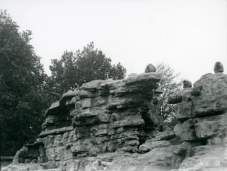 A Troop of Sacred Baboons Among the Rocks on 