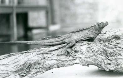 A vulnerable Sailfin Lizard resting on a log at London Zoo in 1928