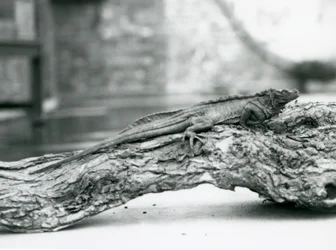 A vulnerable Sailfin Lizard resting on a log at London Zoo in 1928