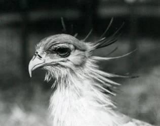 A Vulnerable Secretary Bird at London Zoo in 1928