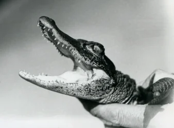 A young Alligator held around the neck by its keeper, London Zoo, August 1928
