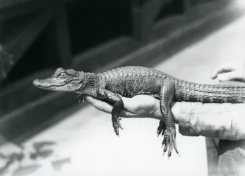 A young Alligator held in the hand of its keeper, London Zoo
