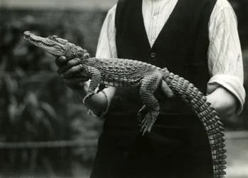 A young American Alligator held by its keeper, London Zoo, 1924
