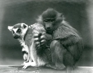 A Young Baboon Cuddles Up to a Ring-tailed Lemur on a Beam, London Zoo, 1925
