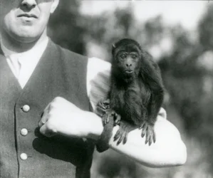 A Young Black Howler Monkey Sits on a Man