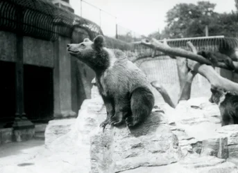 A young Brown Bear sitting on a rock in the foreground with another walking behind, and third sleeping on a branch, London Zoo, August 1913