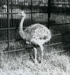A Young Darwin