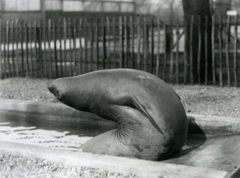 A young Elephant Seal reaching backwards, London Zoo
