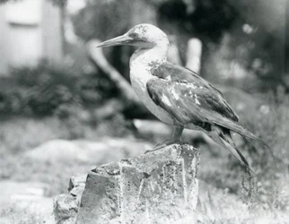 A young Gannet standing on a tree stump at London Zoo in 1929