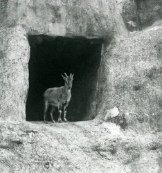 A Young Grecian Ibex Standing in the Entrance of a Cave in the Artificial Rocks of the Mappin Terraces, London Zoo (August 1927)