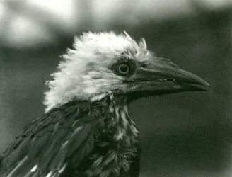 A young Hornbill at London Zoo, 1924