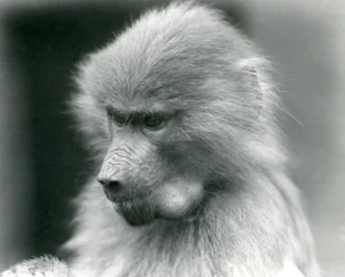 A young Sacred Baboon with its cheek pouch full, London Zoo, 1925