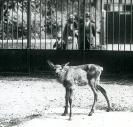 A young Wapiti standing in its paddock, with visitors looking on through bars, London Zoo, August 1927