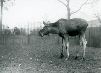 A young bull Elk/Moose, with wounds of recently shed antlers, standing in his paddock at London Zoo
