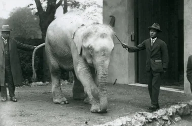 Albino White Burmese Elephant Pawah with attendants including Dr. Saw Po Min, London Zoo, May 1926