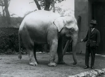 Albino White Elephant Pawah with Dr. Saw Po Min, London Zoo, May 1926