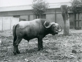 An African Buffalo, or Cape Buffalo, standing in his paddock at London Zoo