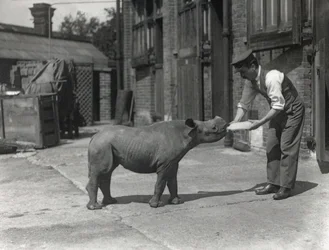 An African Rhinoceros, Kathlene, and Keeper Harry Warryck at ZSL London Zoo, September 1928