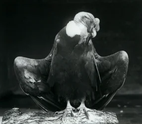 An Andean Condor Resting on a Log, London Zoo, 1925