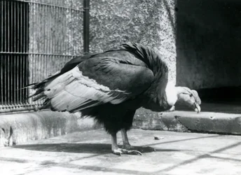 An Andean Vulture standing on the floor of its enclosure at London Zoo in July 1925