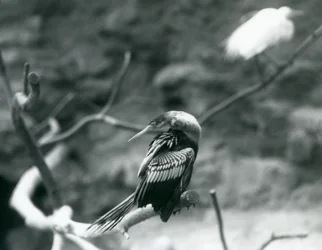 An Anhinga (American Darter, Snakebird, Water Turkey) Sitting on a Branch at London Zoo, September 1927