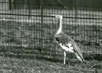 Arabian Bustard at London Zoo, 1924