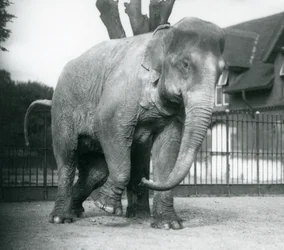 An Asian Elephant scratching itself against a dead tree, London Zoo