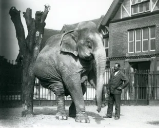 An Asian Elephant scratching itself against a dead tree, while balancing on three legs, with its trainer, Syed Ali, looking on, London Zoo