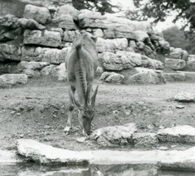 An Eland grazing in the Antelope Paddock at London Zoo in 1929