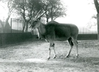 An Eland in its paddock at London Zoo in June 1925