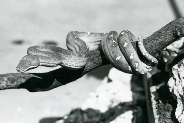 An Emerald Tree Boa with its body coiled along a branch, London Zoo, October 1928
