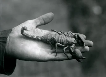 An Emperor Scorpion held in the palm of a keeper