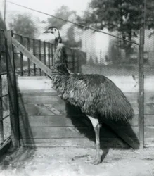 An Emu at London Zoo