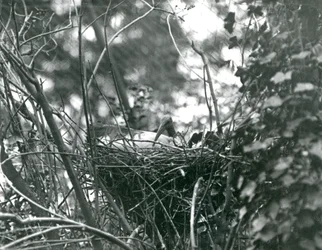 An Ibis sitting on its nest at London Zoo