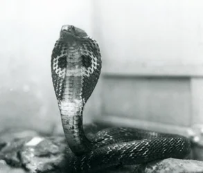 Indian Spectacled Asian Binocellate Cobra with Raised Head and Flared Hood, London Zoo, October 1925