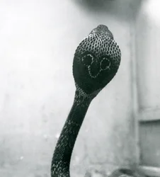Indian Spectacled Asian Binocellate Cobra with Raised Head and Flared Hood, London Zoo, October 1925