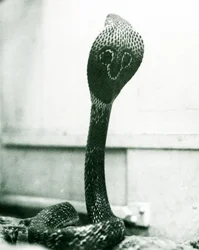 Indian Spectacled Asian Binocellate Cobra with Raised Head and Flared Hood, London Zoo, October 1925