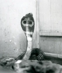 Indian Spectacled Asian Binocellate Cobra with Raised Head and Flared Hood, London Zoo, October 1925