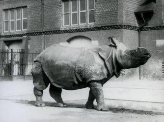 An Indian Rhinoceros at London Zoo
