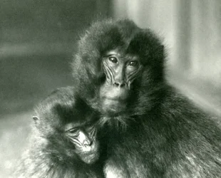 An Adult and Young Gelada Bleeding Heart Monkey at London Zoo in January 1925