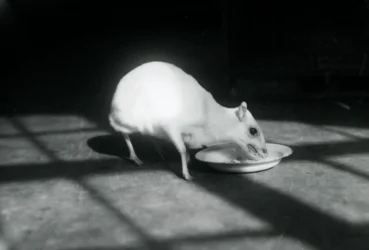 An albino chevrotain eating from a dish, London Zoo, December 1926