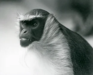 An endangered Roloway Monkey at London Zoo