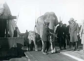 Asian elephants alighting from a boat en route to London Zoo in 1927