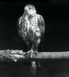 Bonelli