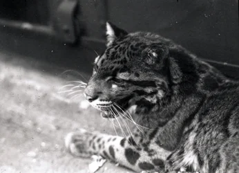 Clouded Leopard, 1922