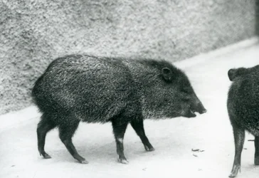 Collared Peccaries at London Zoo