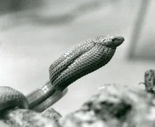 Egg-Eating Snake at London Zoo in 1930