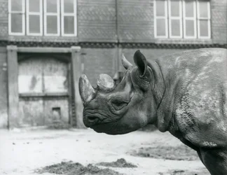 Eliza, a female Black Rhinoceros, London Zoo