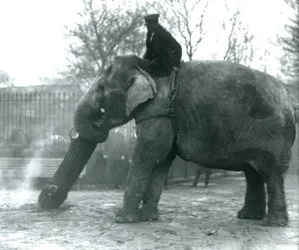 Female Asian Elephant, 
